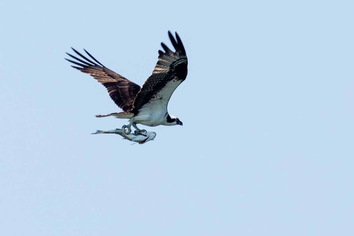 After capturing prey, osprey will rearrange the fish in its feet so the fish is facing forward. This reduces drag, making it easier for the osprey to fly.