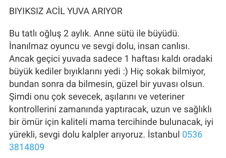 hobariarmy's tweet photo. Twitterda biriyle tartışırken karşı taraftan biri ismime laf etmiş ve demişti ki : “ bıyıksız kedi mi olurmuş ahahaha” geçen gün bu kızı kapak edebilecek bir şeye rastladım. Kedinin bıyıkları yokmuş, diğer sokak kedilerinin bıyıklarını yemesi üzücü https://t.co/RR8m82UobP