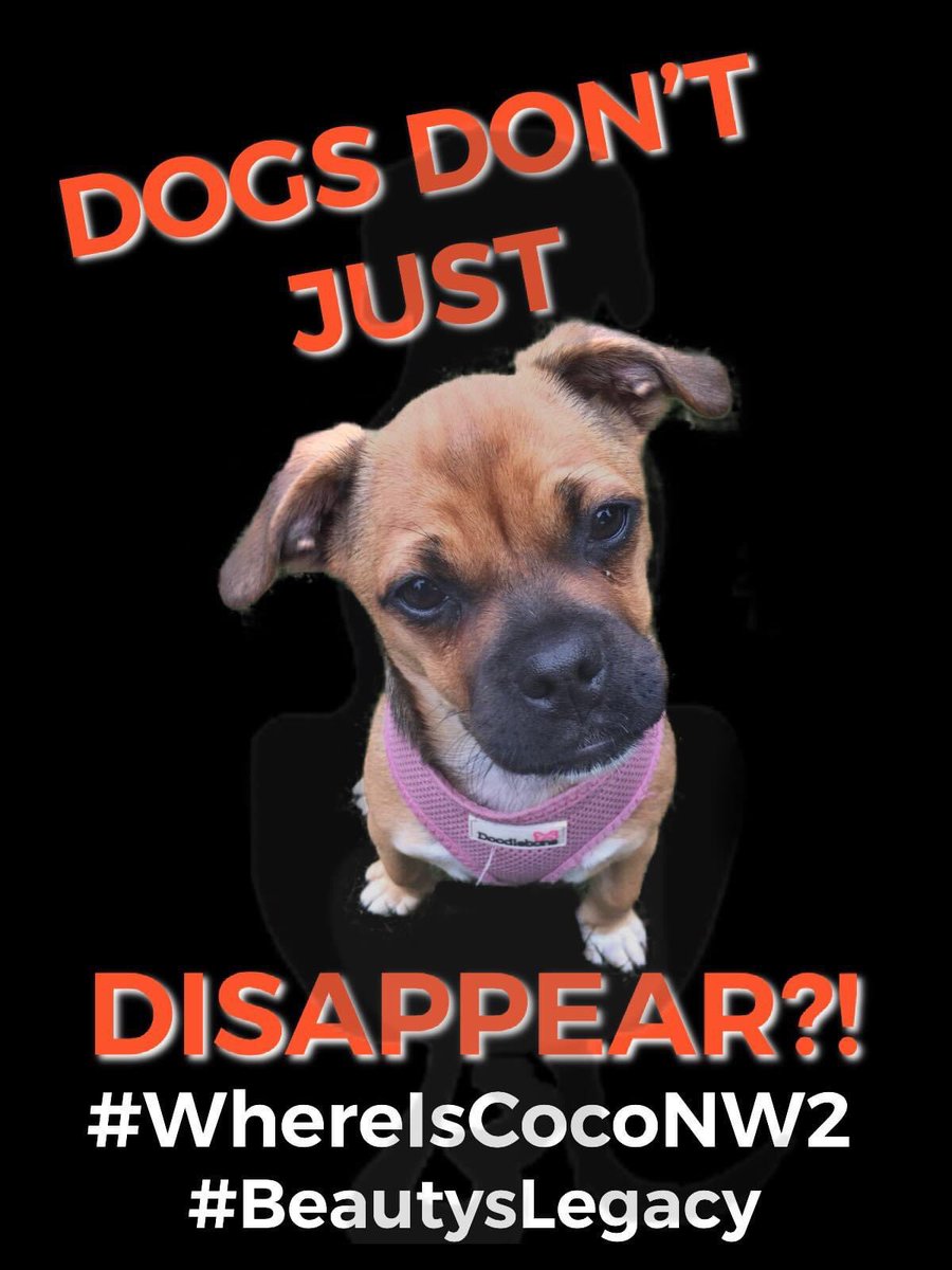 veryluckypugs's tweet photo. 🆘💕🆘 Where is Coco??

Dogs don’t just disappear.. 

Coco, is a young adult pug cross Jack Russell, (Jug) stolen from NW2 on 27/11/19, she is still missing...! 
please call 07811177793 or message us if you have any info on her whereabouts. 

Thank you 🐾 

LARGE REWARD https://t.co/7upKCfla1h