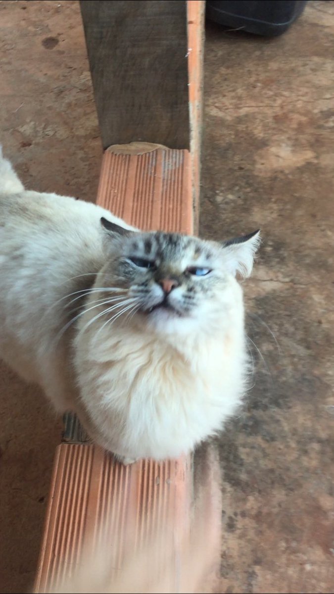 melissaaresende's tweet photo. A Lola é um meme ambulante https://t.co/w1vwMfmGDQ