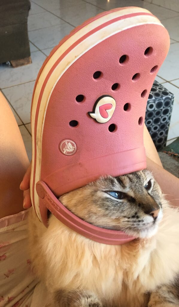 melissaaresende's tweet photo. A Lola é um meme ambulante https://t.co/w1vwMfmGDQ