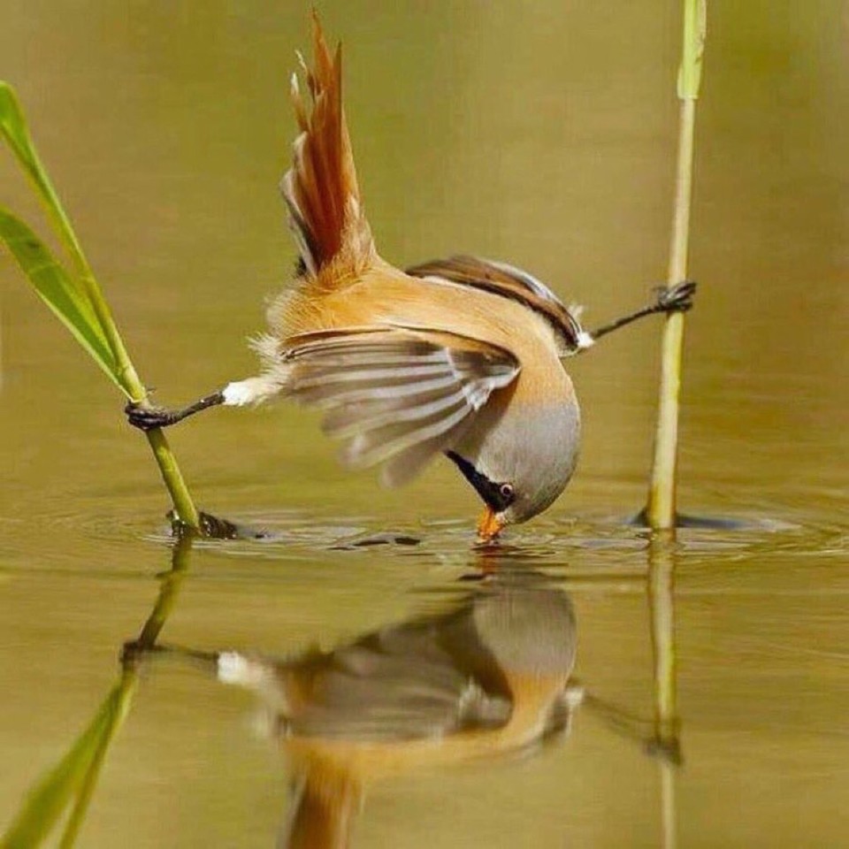 AnneScottlin's tweet photo. ❦Our own complaining can often be vanquished with just a little innovation. ~Anne Scottlin
#motivationalquotes #lifecoach #pic #complaining #ahmarhasan28 #bird https://t.co/P1KEDdBfax