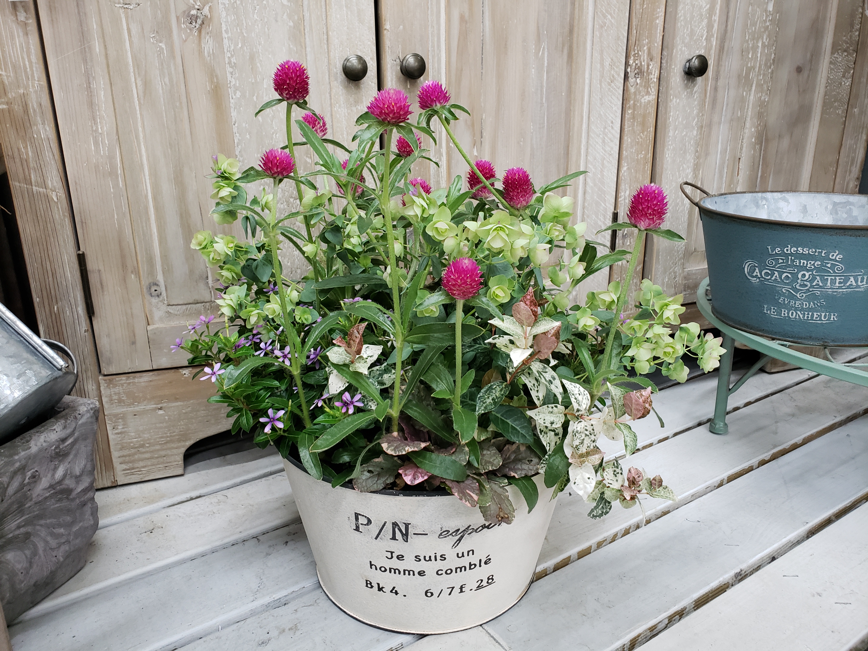 ジョイフル本田 ガーデンセンター ガーデンセンター守谷店 本日の寄せ植え センニチコウを芯材にオレガノ ケントビューティーと小花やリーフを絡ませて 寄せ植え アレンジ ガーデニング センニチコウ オレガノケントビューティー ハーブ