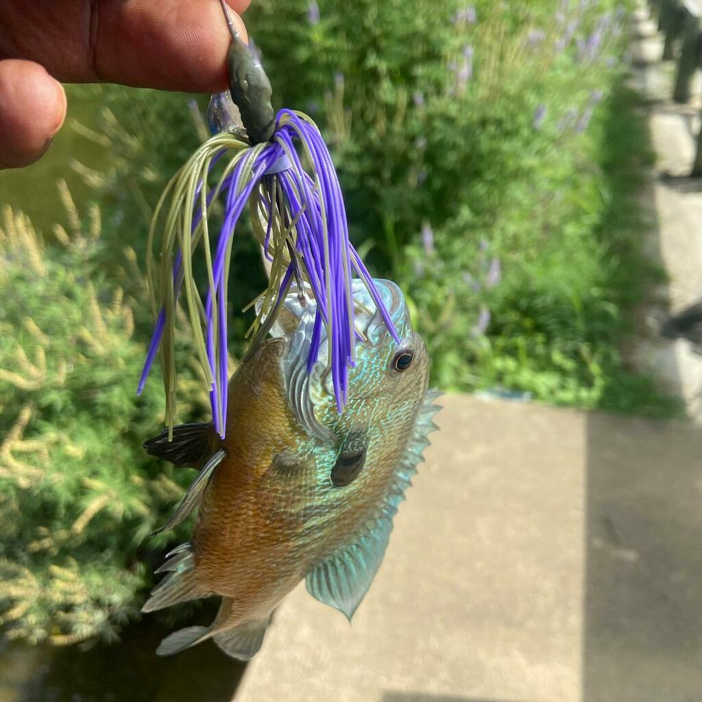 ⁣Not the species that I was targeting with the spinner bait but I will have to take it⠀
⠀
#bankfishing #fortworthfishing #FtWorthfishing #DFWfishing #largemouth #largemouthbass #fishingtexas #texasbassfishing #pondfishing #texaspondfishing #texasfish… instagr.am/p/CCRuqMiAnfm/