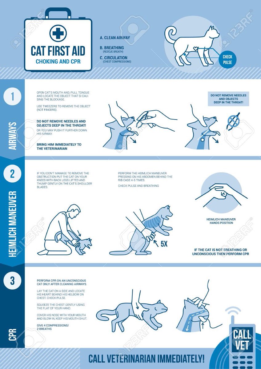Lyndsey_Pixie's tweet photo. Impawtant info to know...π¨π±π¨ #CatFirstAid #PetSafety https://t.co/mJqmhiFUXW