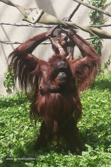 ボルネオオランウータンのtwitterイラスト検索結果