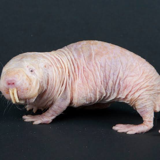 RichardMcPoet's tweet image. @TheoVon dear Rat 👑 King 
Important question:
Is a hairless mole rat more rat or more mole?