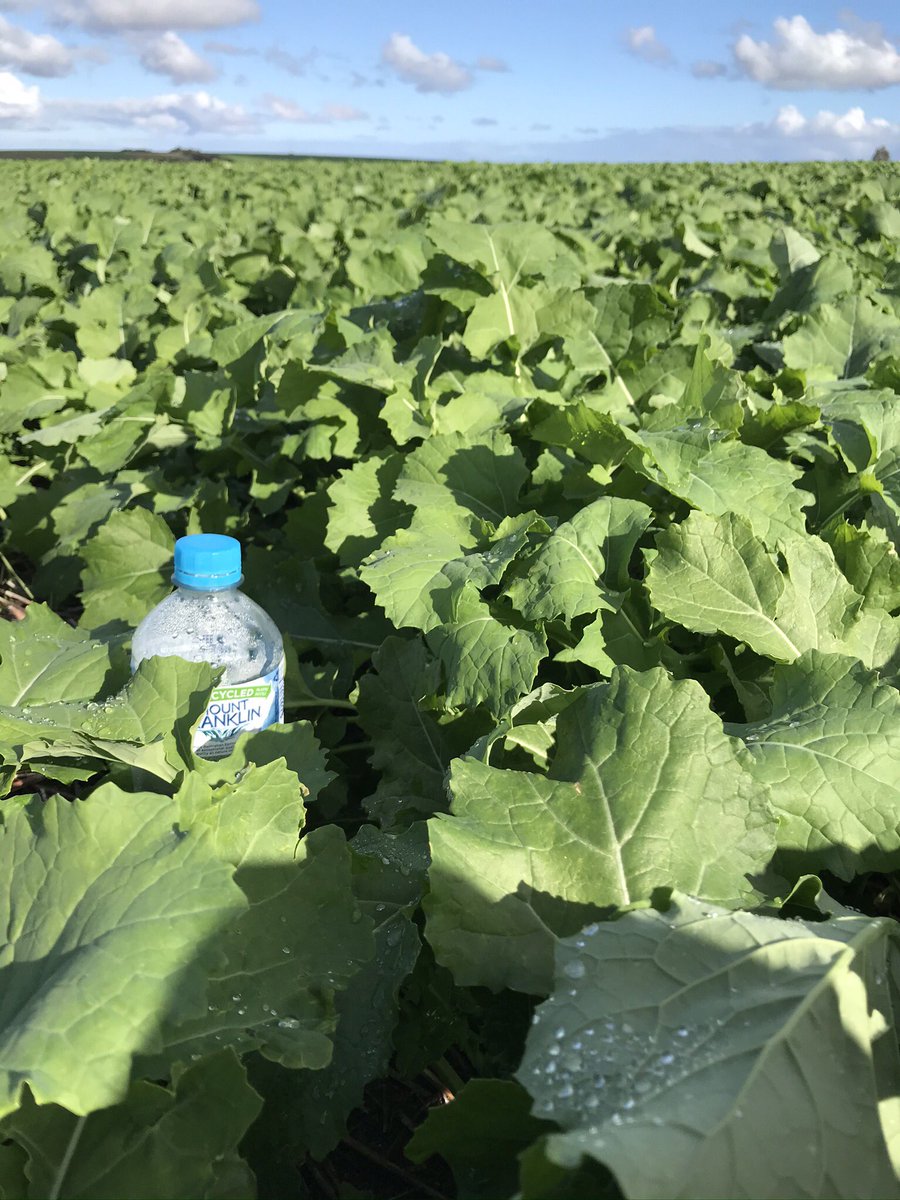 carrsseeds's tweet photo. HyTTec Trifecta looking impressive, sown on the 23rd of April (📸 26/6) @NuseedAustralia https://t.co/DmDK7gs1lq