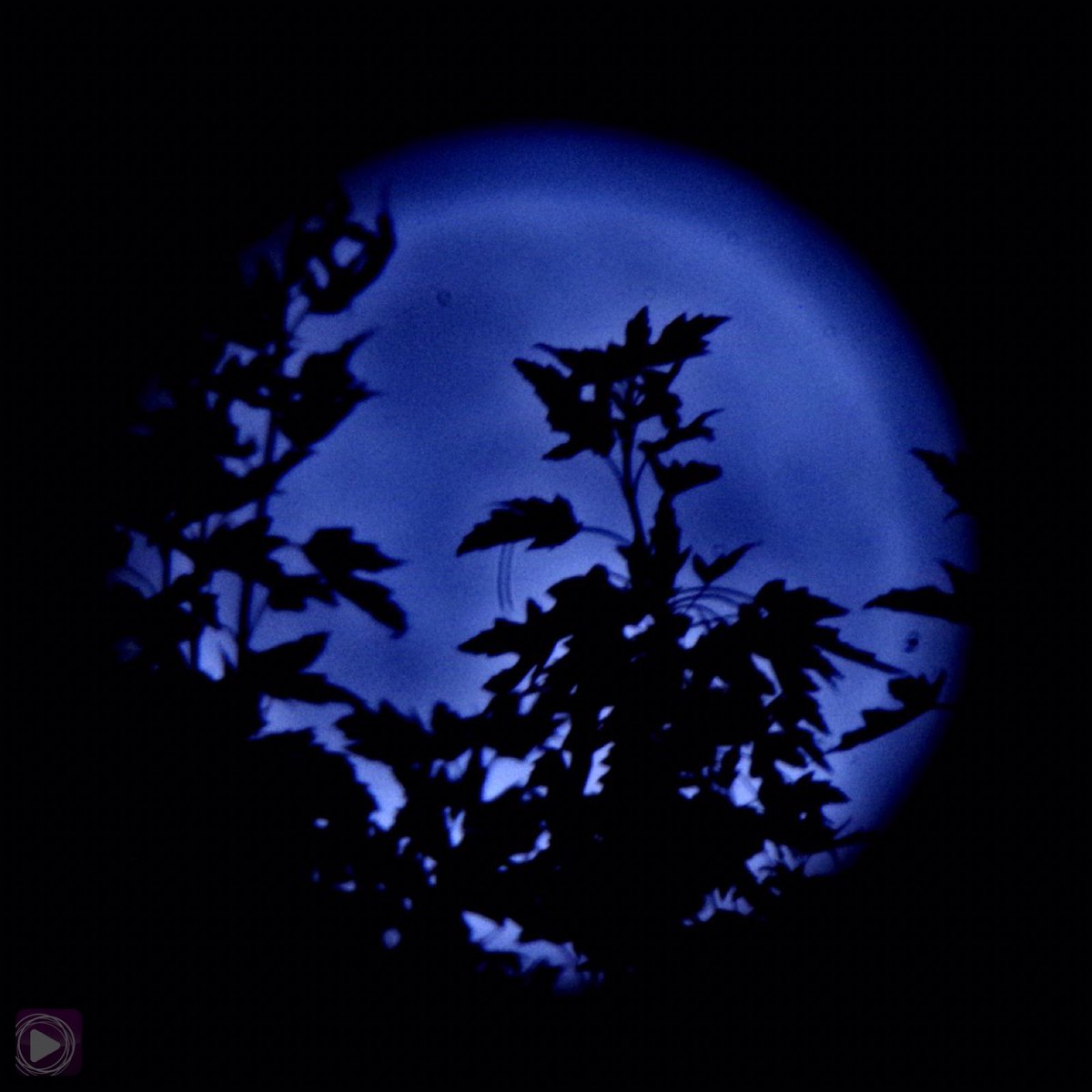 EBCDigitalNest's tweet photo. 🌙 #July4th another celestial show was visible in North &amp; South America. This #penumbrallunareclipse is also called a #buckmoon, July is when a buck’s antlers are in full growth.

📸 G. &amp; A. Evangelista #EBCNJBureau Contributors
#NativeAmericanHistory #moonName #ConnectLearnShare https://t.co/K2ByrTboKu