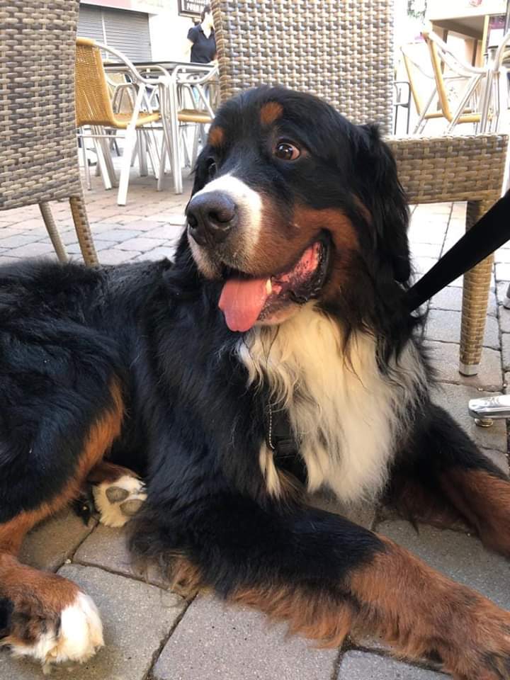 pluvisca7's tweet photo. 10 junio 
8 meses sin Benito.
Dónde estás? 
Dónde está mi grandullón?

Me ayudas a encontrar a Benito? Me ayudas a que vuelva a casa?

¡¡¡ Vamos a Encontrar a Benito!!!!!!
Chip, castrado 
618531898
Perdido en LLORET DE MAR https://t.co/OqjXjZuhLn