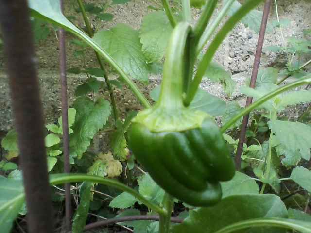 AudraNeideffer's tweet photo. new pepper 🫑 https://t.co/4AVpEue1Np