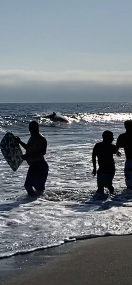 That moment you see a dolphin 🐬 surfing 😮🌊 #dolphins #malibucalifornia #sundaychurch 🧜‍♀️🙏💓