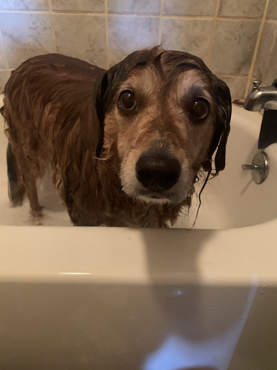 KrissC7's tweet photo. A certain puppy got a bath today and I think he’s PISSED #JacksonSparrow #DogLife https://t.co/xDOiga0fuM