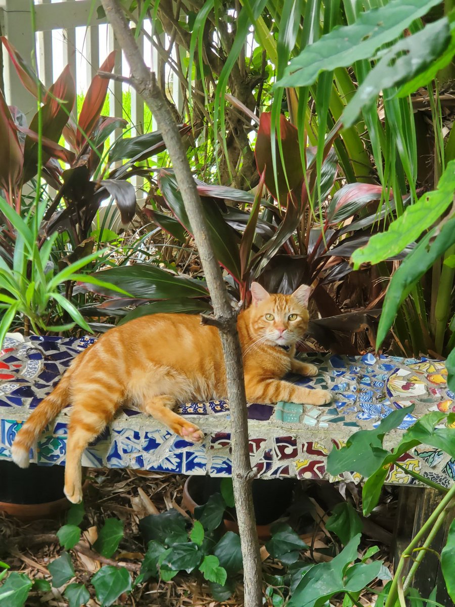 mmpackeatwrite's tweet photo. Your boy's cousin lives at my house @alyssaharad. #FlowerReport #NotaFlower https://t.co/Sgs7HCFEKx