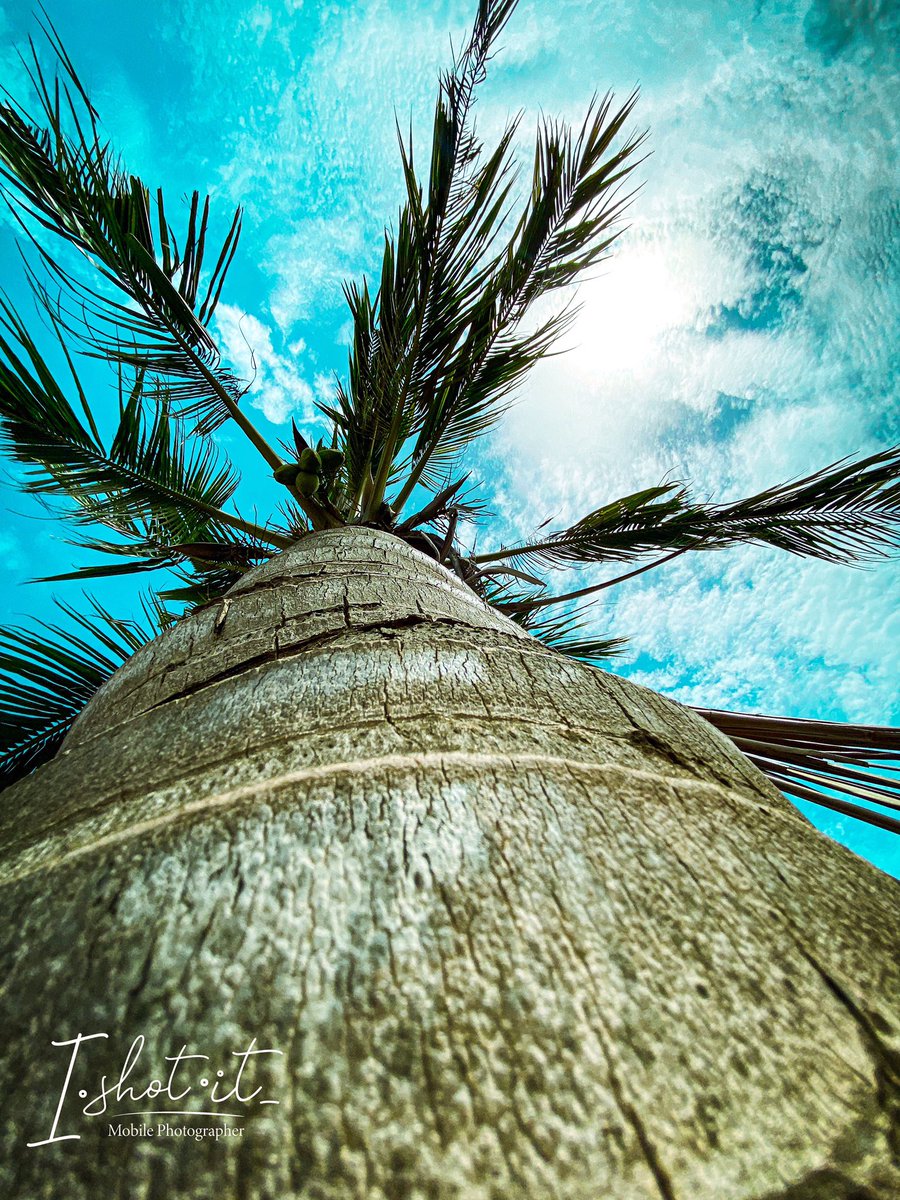 hmm_bbn's tweet photo. Can we have a #wallpaper #Trend ?
Image of a coconut tree taken by Moi with an #iPhone11 and edited with #mobilelr https://t.co/IQ81EfhcLZ