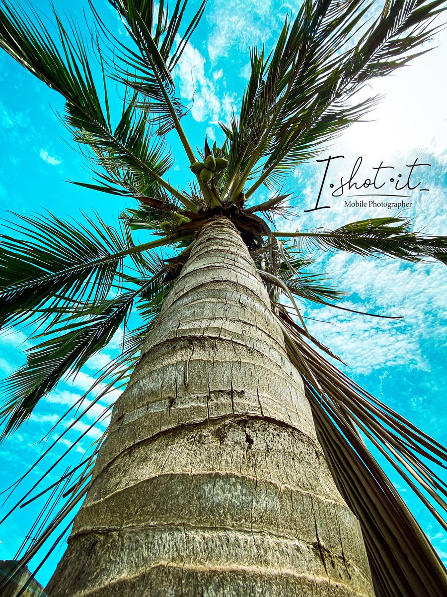 hmm_bbn's tweet photo. Can we have a #wallpaper #Trend ?
Image of a coconut tree taken by Moi with an #iPhone11 and edited with #mobilelr https://t.co/IQ81EfhcLZ