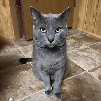 #CatsOfTwitter #NuevaFotoDePerfil #에스에프나인