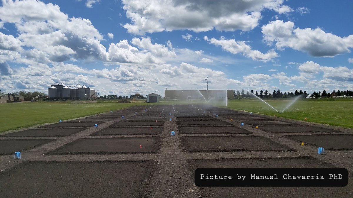 Manuel Chavarria Ph. D (@manolo_turf) on Twitter photo Irrigation on the cool-season turfgrasses plots <a href="/P_T_R_C_/">PTRC</a> <a href="/TPITurfTalk/">Turfgrass Prod. Intl</a> <a href="/BarenbrugUSA/">Barenbrug USA</a> <a href="/kmorris_NTEP/">Kevin Morris</a> <a href="/PureSeed_RPMS/">Pure Seed</a> <a href="/GOSEED/">勇者王</a> <a href="/MtnView_Seeds/">Mountain View Seeds</a> @Columbiaseed <a href="/AggieTurf/">AggieTurf</a> <a href="/FLRECturf/">Marco Schiavon</a> <a href="/OldsCollege/">Olds College of Agriculture & Technology</a> Irrigation on the cool-season turfgrasses plots <a href="/P_T_R_C_/">PTRC</a> <a href="/TPITurfTalk/">Turfgrass Prod. Intl</a> <a href="/BarenbrugUSA/">Barenbrug USA</a> <a href="/kmorris_NTEP/">Kevin Morris</a> <a href="/PureSeed_RPMS/">Pure Seed</a> <a href="/GOSEED/">勇者王</a> <a href="/MtnView_Seeds/">Mountain View Seeds</a> @Columbiaseed <a href="/AggieTurf/">AggieTurf</a> <a href="/FLRECturf/">Marco Schiavon</a> <a href="/OldsCollege/">Olds College of Agriculture & Technology</a>