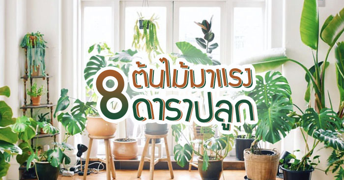 TheInfinityDS's tweet photo. ปลูกไว้ไม่ตกเทรนด์! รีบซื้อก่อนขาดตลาด

คลิก! https://t.co/0Ee5ICKjQv

#InfinityDesign #DeliciousIdea #ต้นไม้ในบ้าน #ตกแต่งบ้าน https://t.co/0Q3LXgRV2a