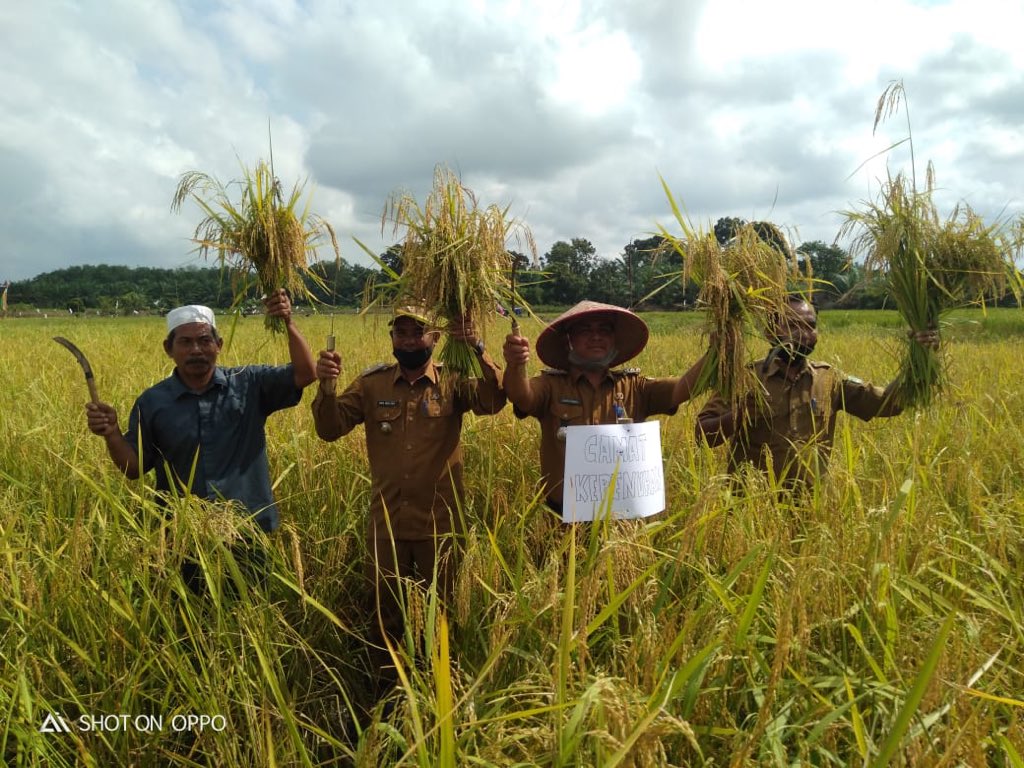 adyfirmansyah81's tweet photo. Penen Perdana Kelompok Sawah Maju Tak Gentar Dusun Suka Makmur Desa Kepenuhan Barat Sei Rokan Jaya Kecamatan Kepenuhan Bersama Bapak Camat Kepenuhan, Koordinator BPP Kepenuhan, Kepala Desa, Ketua BPD. https://t.co/e9T85aggCu
