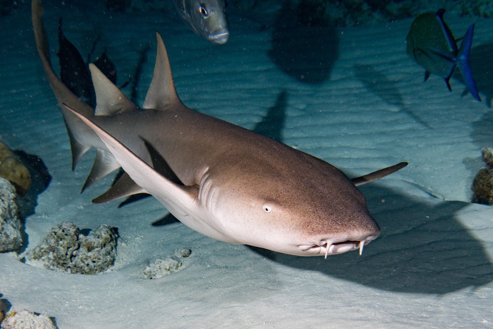 #19 NURSE SHARK-gentle -bottom dwellers-they are your friends!-mostly they just sit there