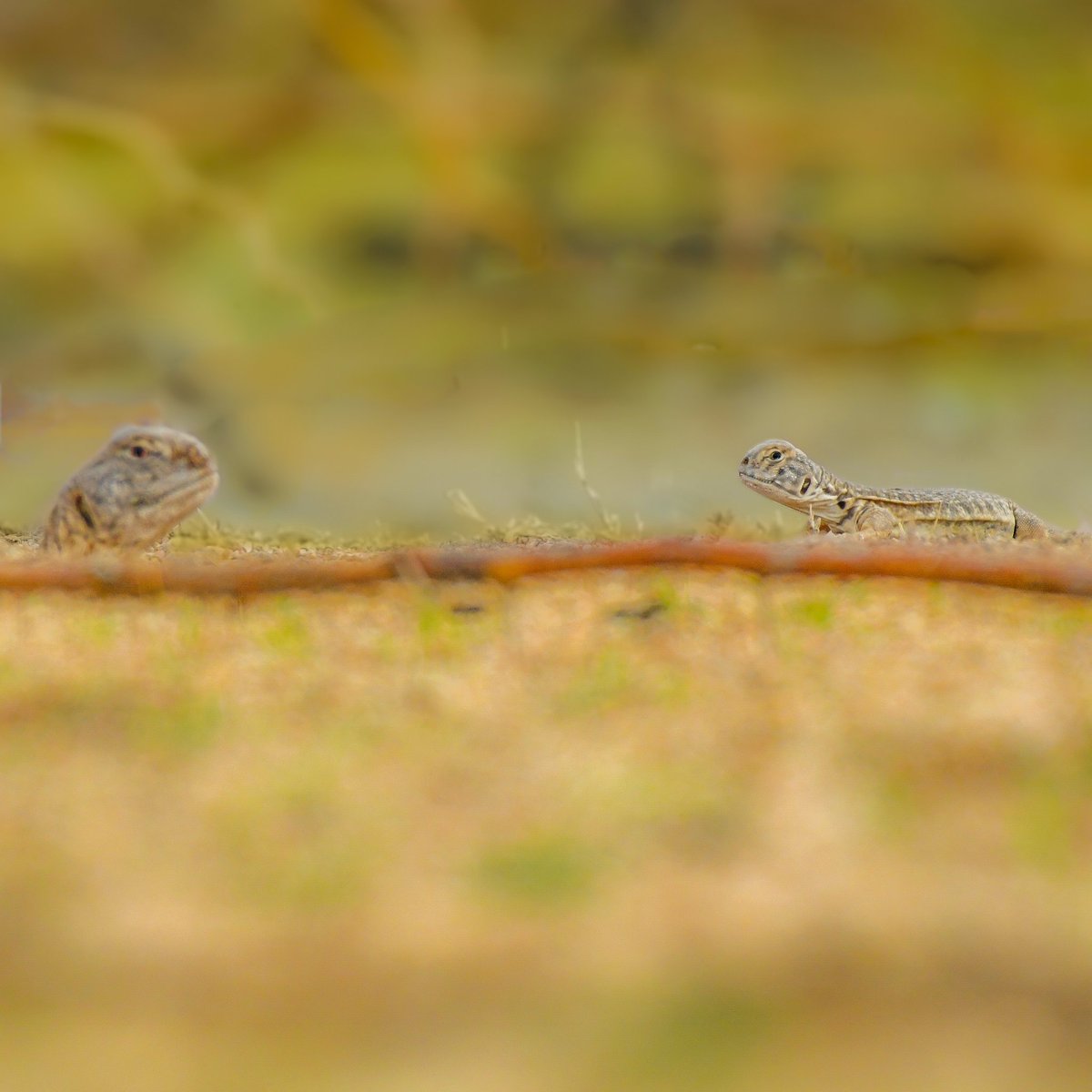 drshabankhan's tweet photo. Family of Spinny Tailed Lizard
@NatGeoIndia  @BBCEarth @NikonIndia https://t.co/SSgSZMCsg8