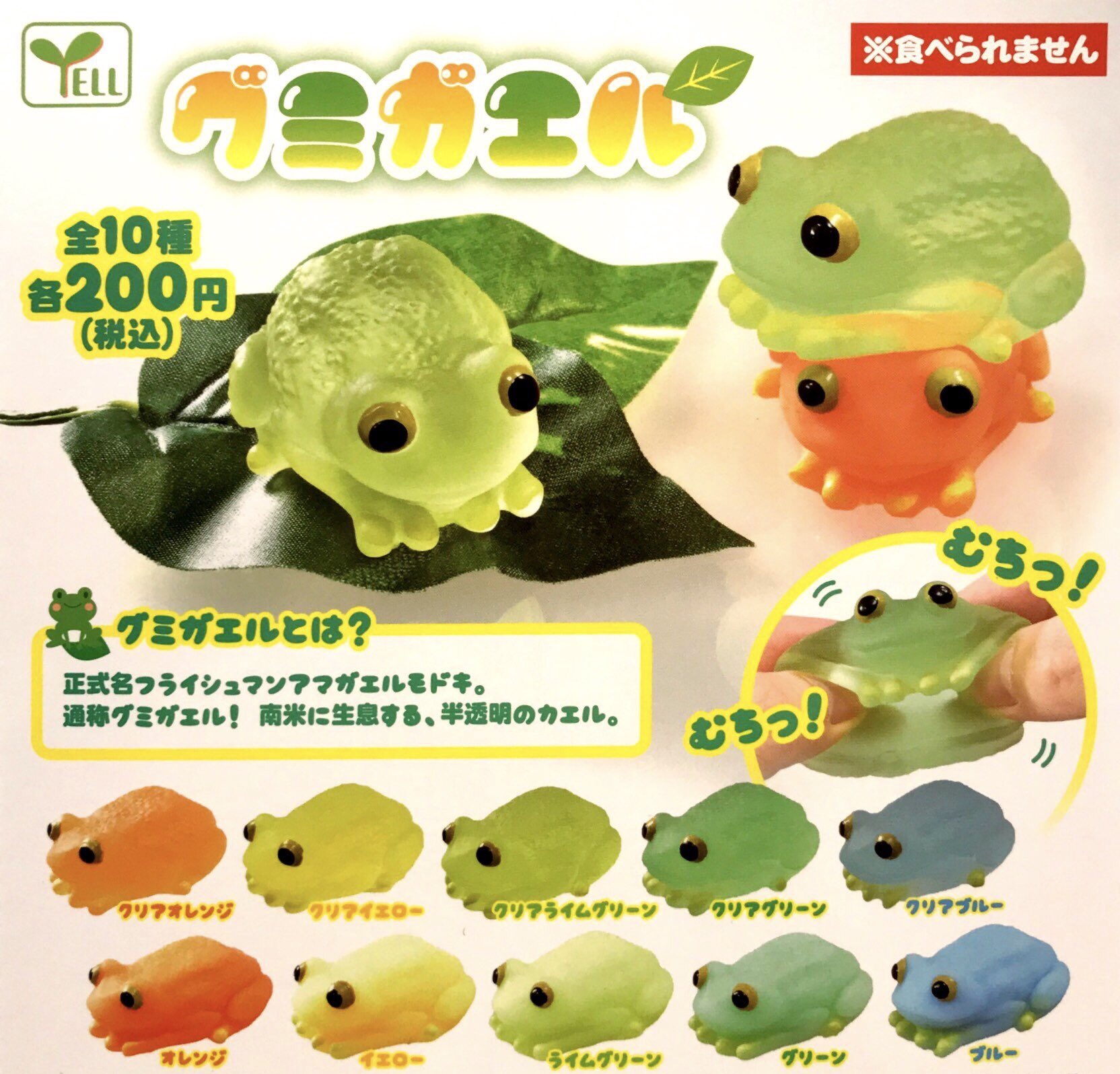 フライシュマンアマガエルモドキ ペア