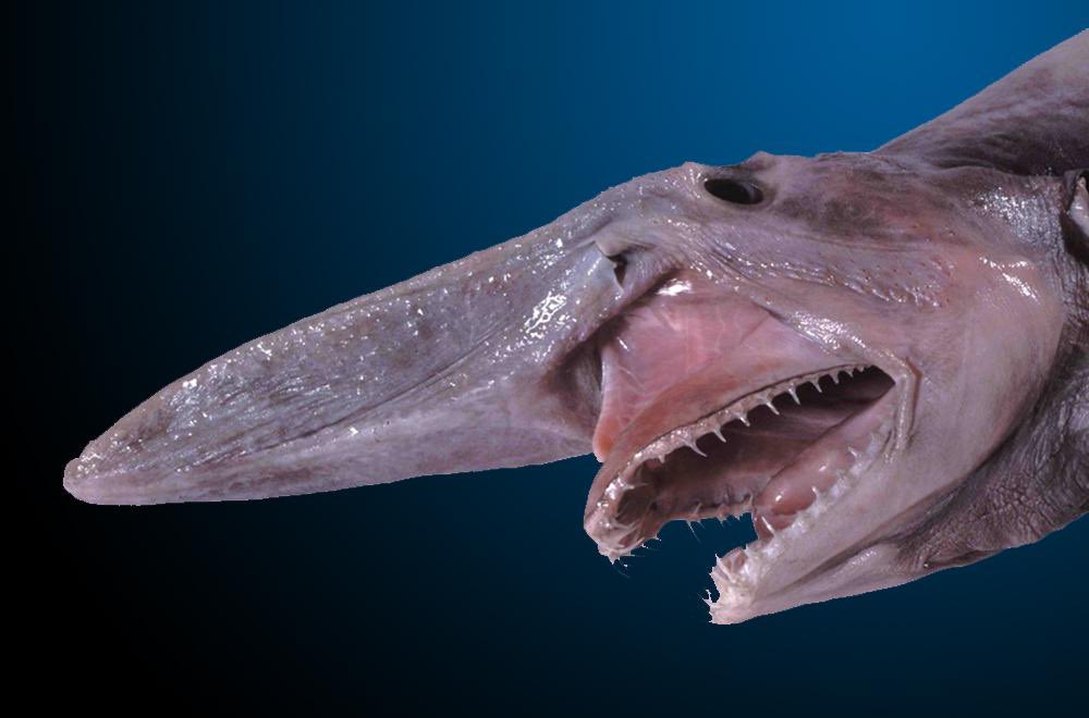 #18 GOBLIN SHARK-ugly as fuck-goofy nose-live in the deep deep sea-pretty rare to see-jaw extends when catch prey-good name