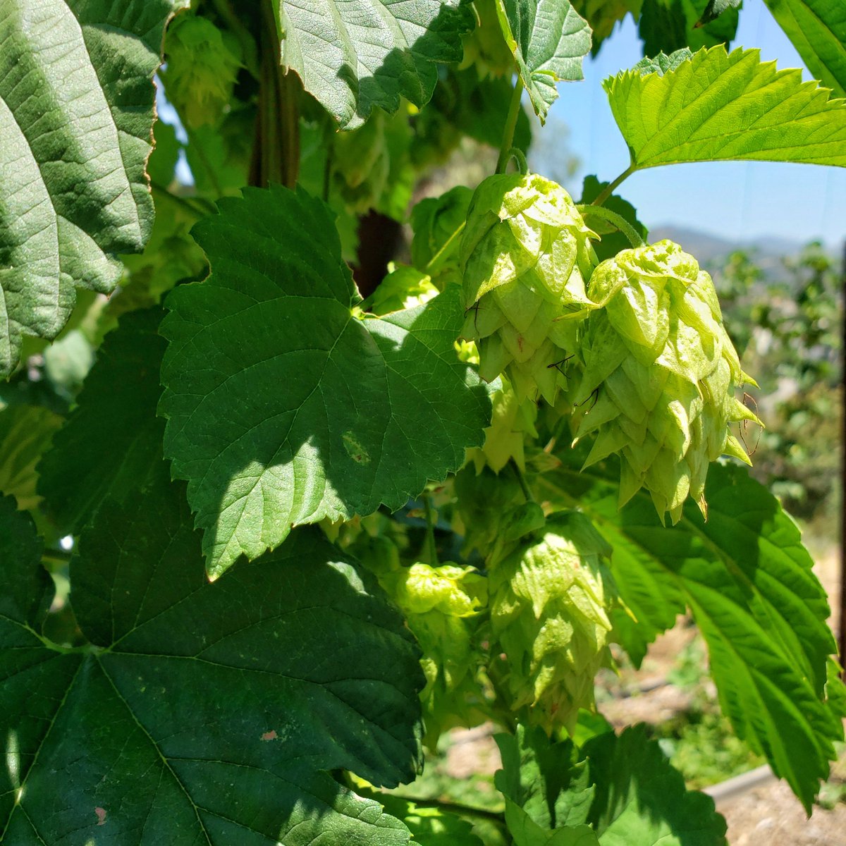 Chillindamos's tweet photo. The way these hop cones smelled today, I think the first harvest will happen in 2-3 weeks. #homebrew #igrowhops #quafforg https://t.co/ajAZZZzinP