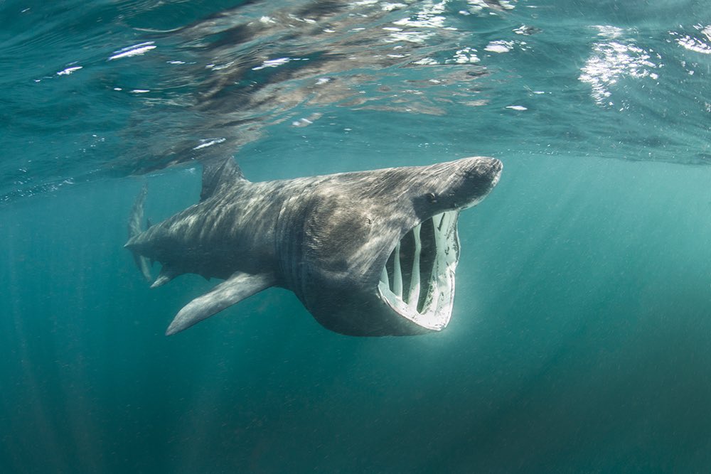 #17 BASKING SHARK -im so fucking scared of them-only eats plankton tho-2nd largest shark species-lives for 50 years-big and slow