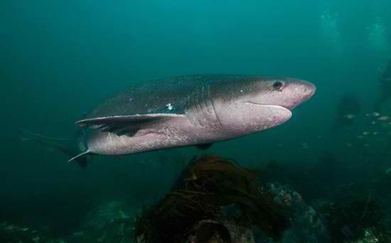  #16 BROADNOSE SEVENGILL -that’s a lot of gills!-guinness world record holder-round little guys-smiley-not that notable but most sharkies only have 5 gills so.
