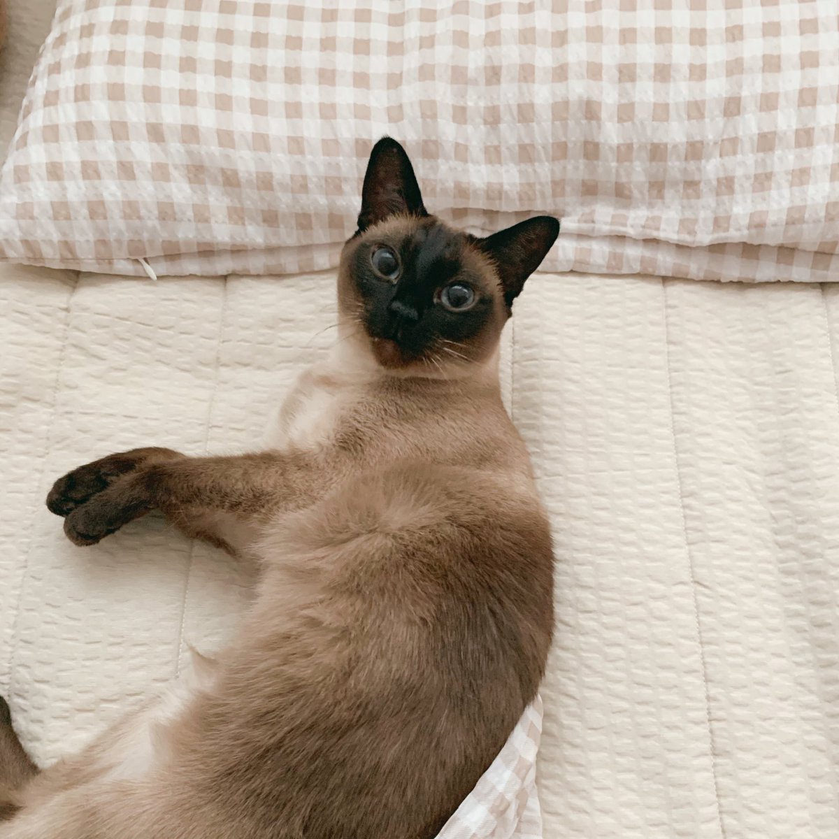 울집 고앵이좀 보고가세요
#고양이자랑 #고양이 #샴