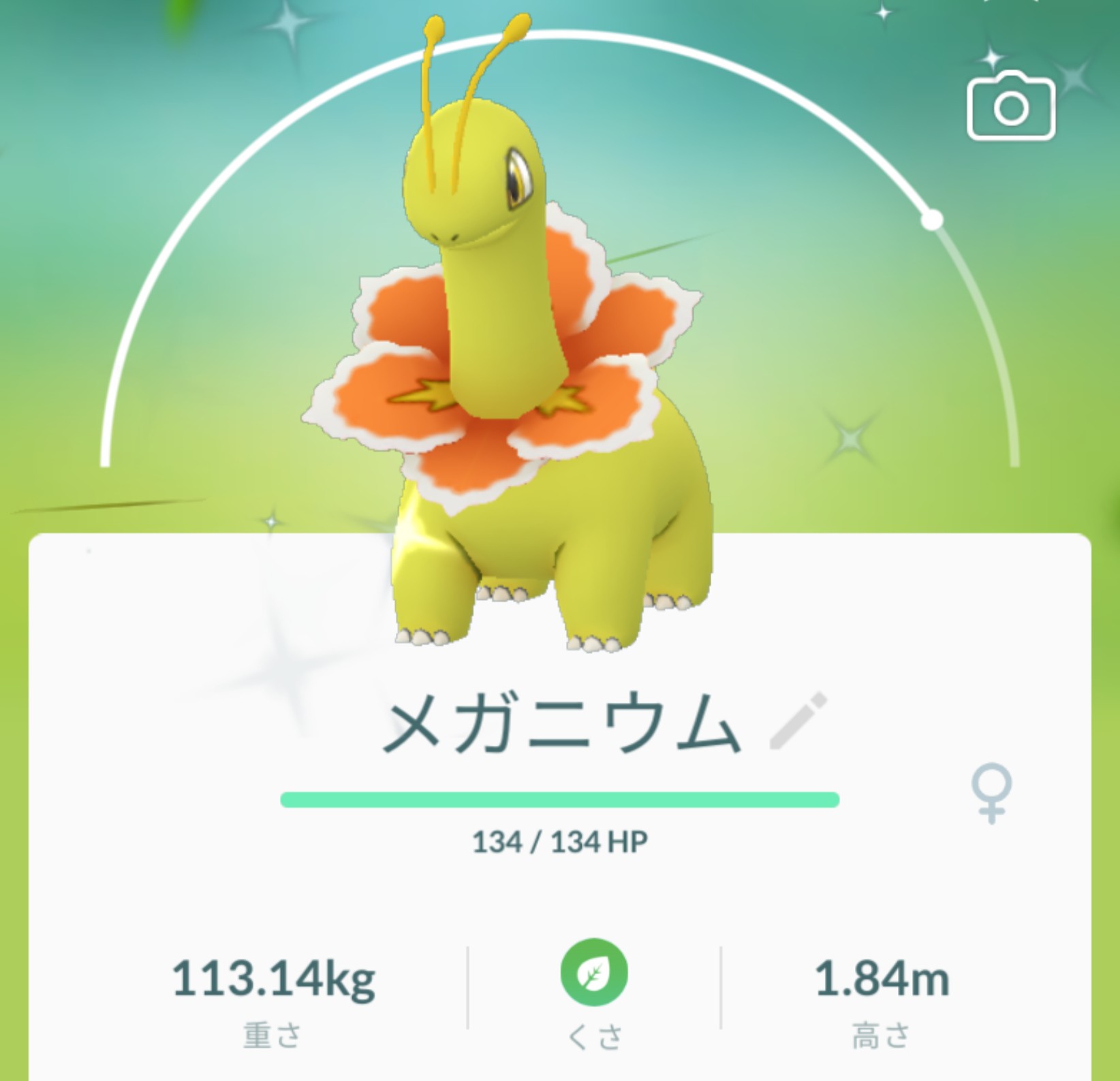 Mitsuki オブ Mitsuki チコリータの色違い3匹目なので メガニウム迄進化させたよ 色違いポケモン チコリータ ベイリーフ メガニウム ポケモンgo T Co G0oenmxe Twitter
