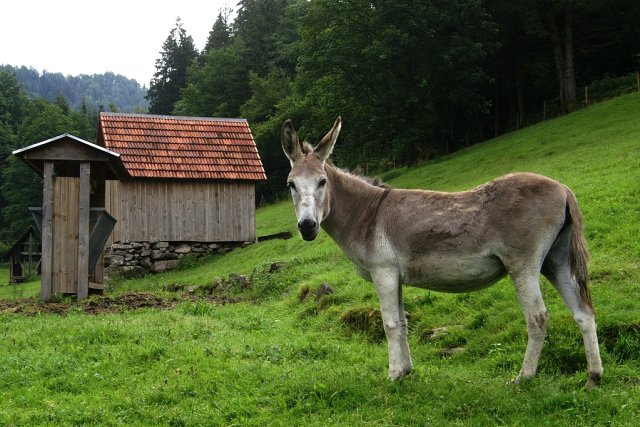 Donkey