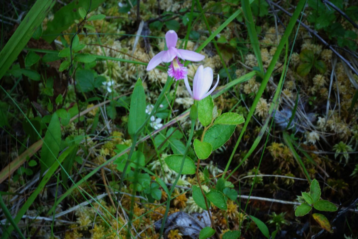 bri2367's tweet photo. rose pogonias are in bloom #orchids #wildflowers #connecticut #SavePachaugForest https://t.co/TpSfKLJDc3