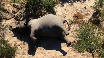 EncuadreNoticia's tweet photo. #Conservemos #naturaleza
Más de 350 elefantes han aparecido muertos en el delta del #Okavango, en el norte de #Botswana, en un misterioso episodio catalogado como un ‘desastre de conservación’ por la comunidad científica, según ha informado el diario británico The Guardian. https://t.co/8UZrYomzaN
