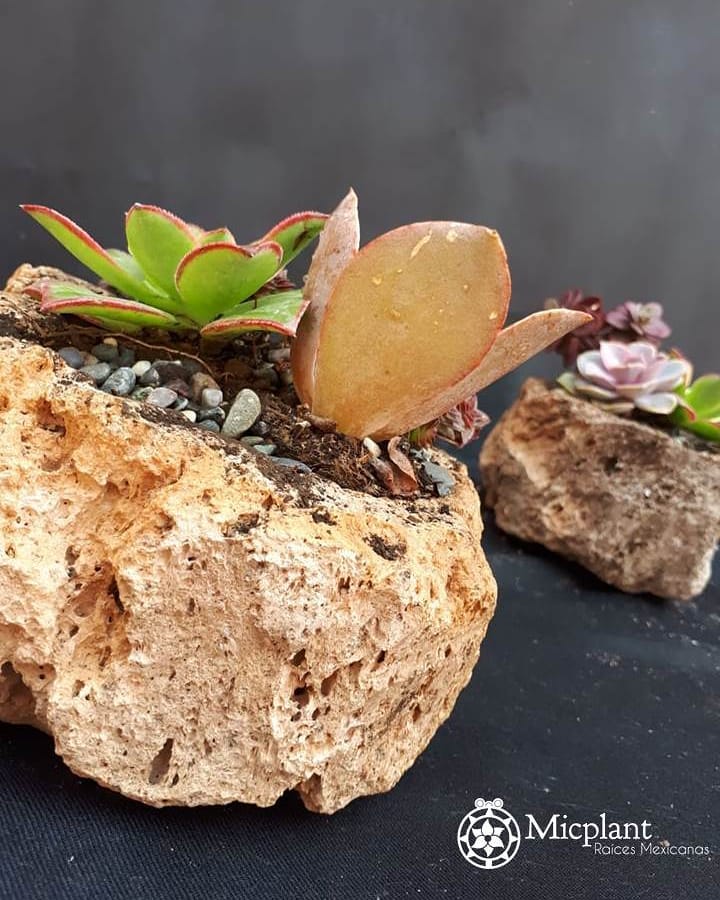 #instaplant #instasucculent #succulentcollection #succulentgarden #succulentlove #succulentlife #succulentaddict #succulentplant #succulentdesign #succulentcollector #succulentobsession #succulentgram #graptopetalum #red #pink #purple #barro #raicesmexicanas #plantas #suculentas