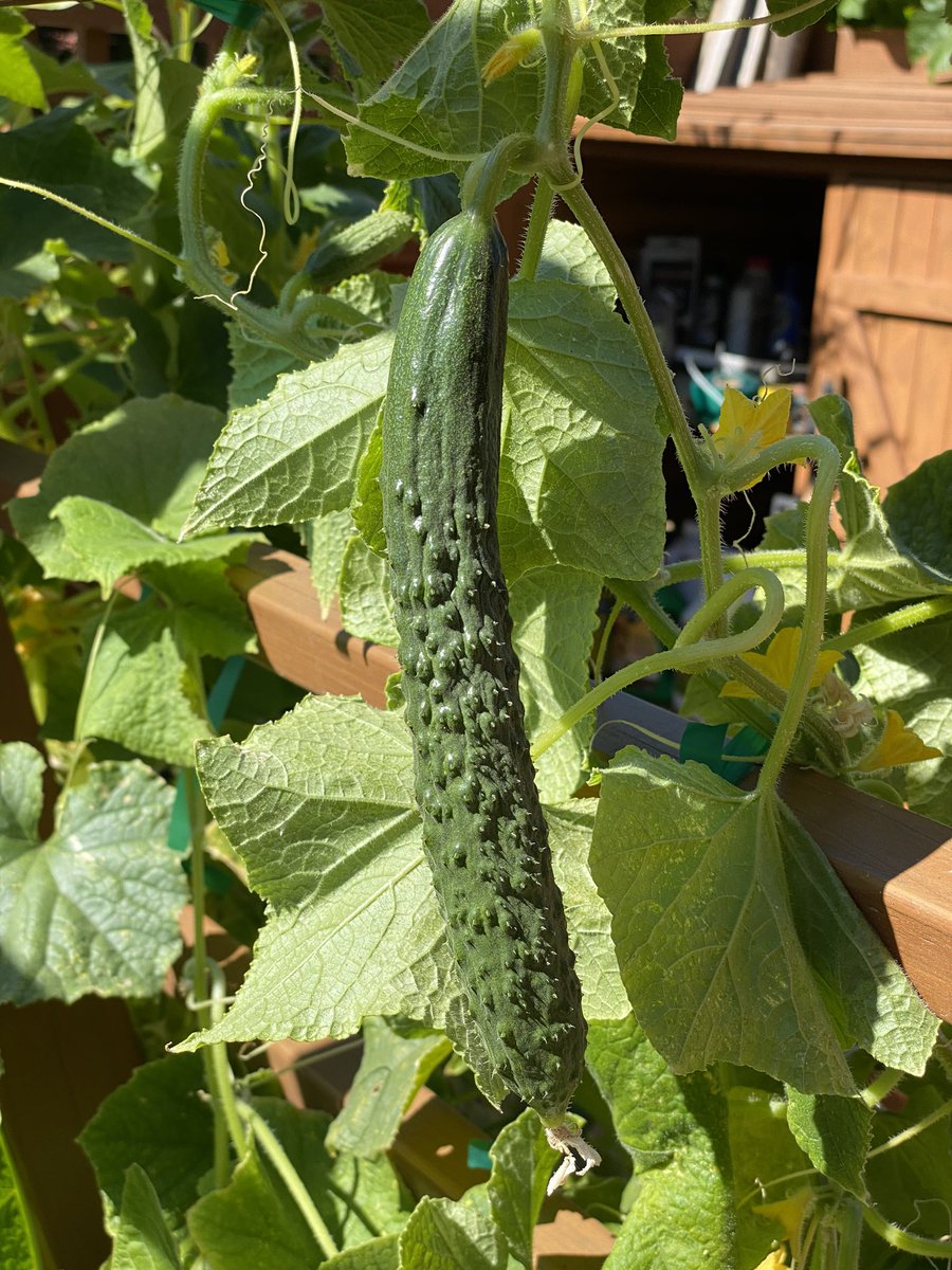 Adam Nash On Twitter Cucumbers Keep Coming In Got My First Lemon Cucumbers This Week I Love Them They Are Tart Just Like A Regularly Cucumber With Lemon