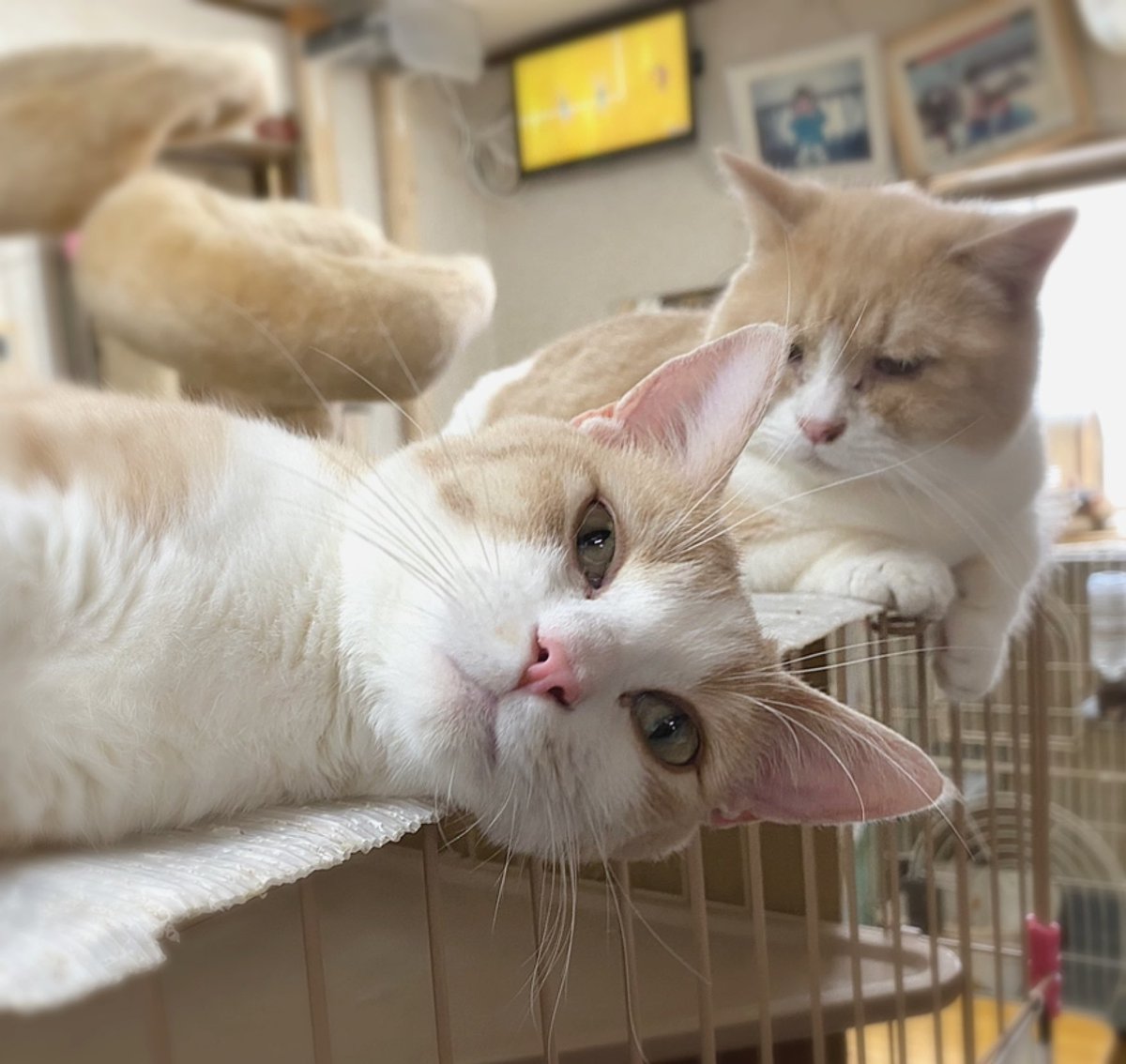 おはようございます♪
大雨の中、早出でした。
写真は雪兎です。
行ってくるねって言ったら、コロンと転がりました（笑）
お仕事行ってきます！

#猫 #猫のいる暮し #猫好きさんと繫がりたい