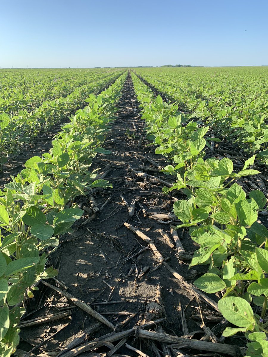 rpbrunel's tweet photo. #Siberi #NonGmo #soybeans @Prograin_inc @rempel_shawn https://t.co/h19FqVvmsD