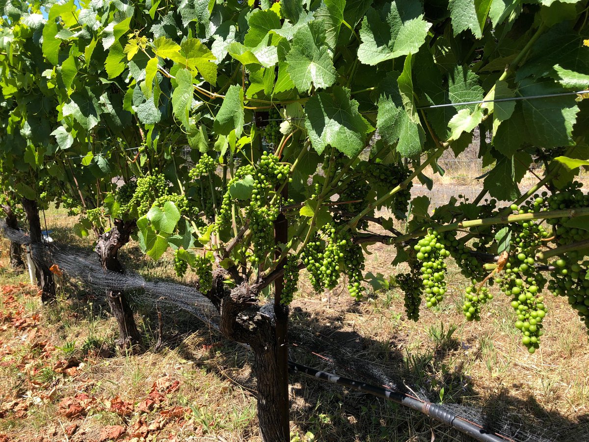 DocsRanchWine's tweet photo. Decent set this year. This was taken a week ago in our Swan blocks. Barring unforeseen events, think Doc’s Ranch is on track for another 2 tons per acre year. https://t.co/rN0mMiScAK