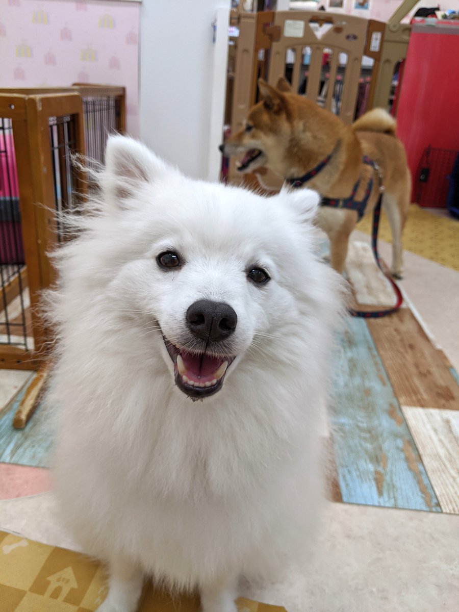 犬のようちえんwamiハッピードッグ ロッシくん登園しました 犬の幼稚園 日本スピッツ 目の大きさが違う 犬のようちえんwamiハッピードッグ ロッシくん登園しました 犬の幼稚園 日本スピッツ 目の大きさが違う