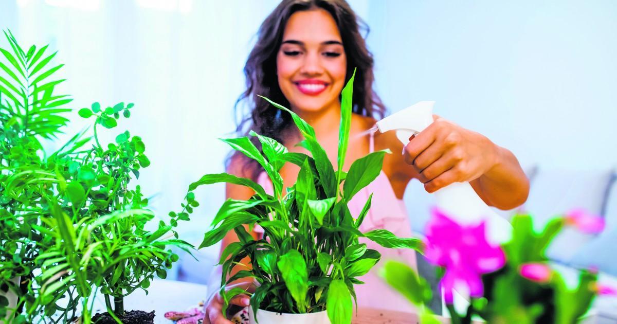 Por Dentro | Bienestar: Elimina las plagas en las plantas de interior pordentro.pr/bienestar/nota…