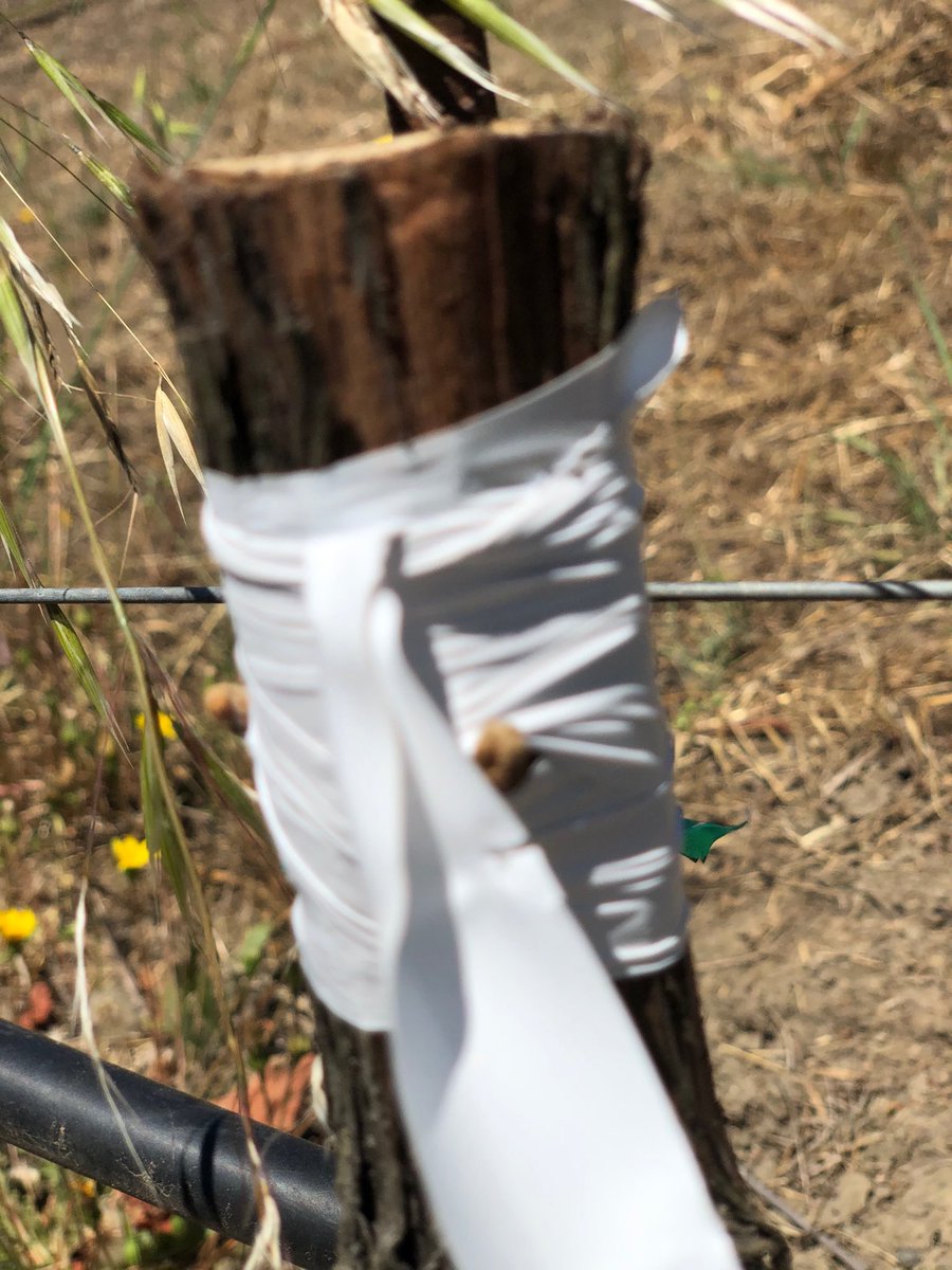 Grafting over several dozen “feral” Pinot vines to Chardonnay at Doc’s Ranch.  These were planted by mistake in 2011 when the crew mixed up our benchgrafts between the two varietals. 😬
#grapegrowing #pinotnoir #fixthemistake #yikes