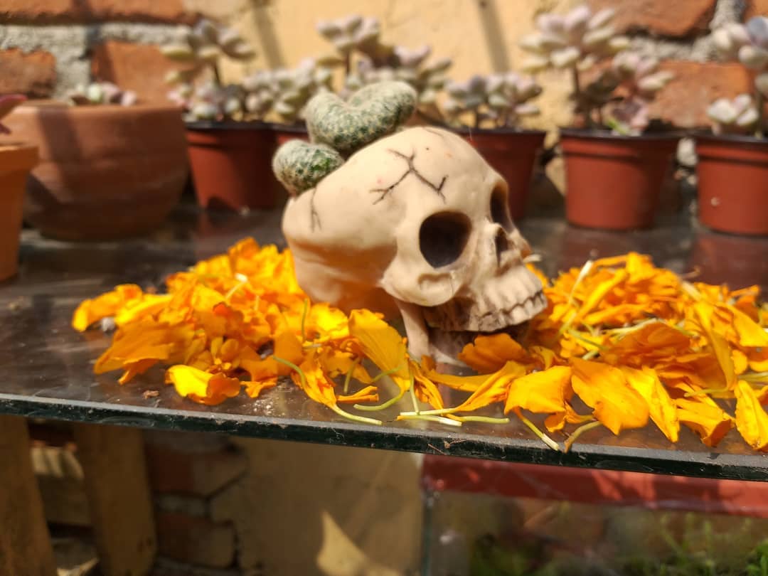 Cactus cerebro en maceta de cráneo.
•
•
•
#craneo #diademuertos #mammillaria #succulents #succulentcollection #succulentlove #succulentlife #succulentaddict #succulentplant #succulentdesign #succulentcollector #succulentobsession #raicesmexicanas #plantas #suculentas