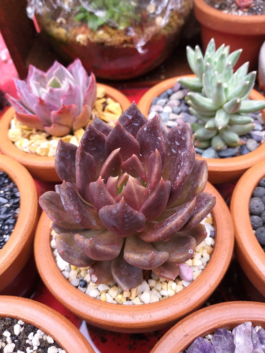 Echeveria Black Prince
•
•
•
#instasucculent #black #echeveriablackprince #succulents #succulentcollection #succulentlove #succulentlife #succulentaddict #succulentplant #succulentdesign #succulentcollector #succulentobsession #raicesmexicanas #plantas #suculentas