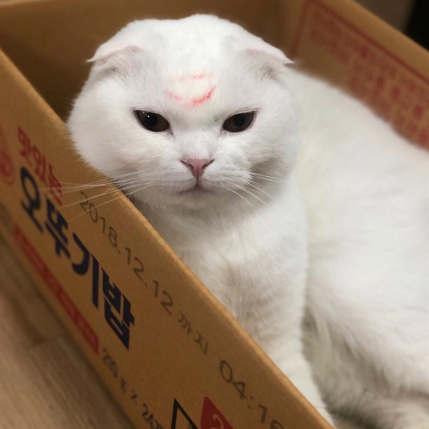 Cats Happiness tweet media