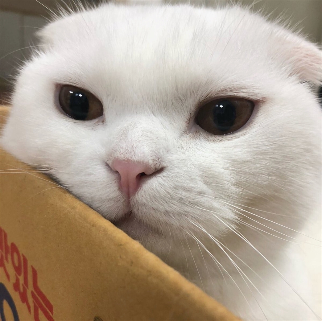 Cats Happiness tweet media
