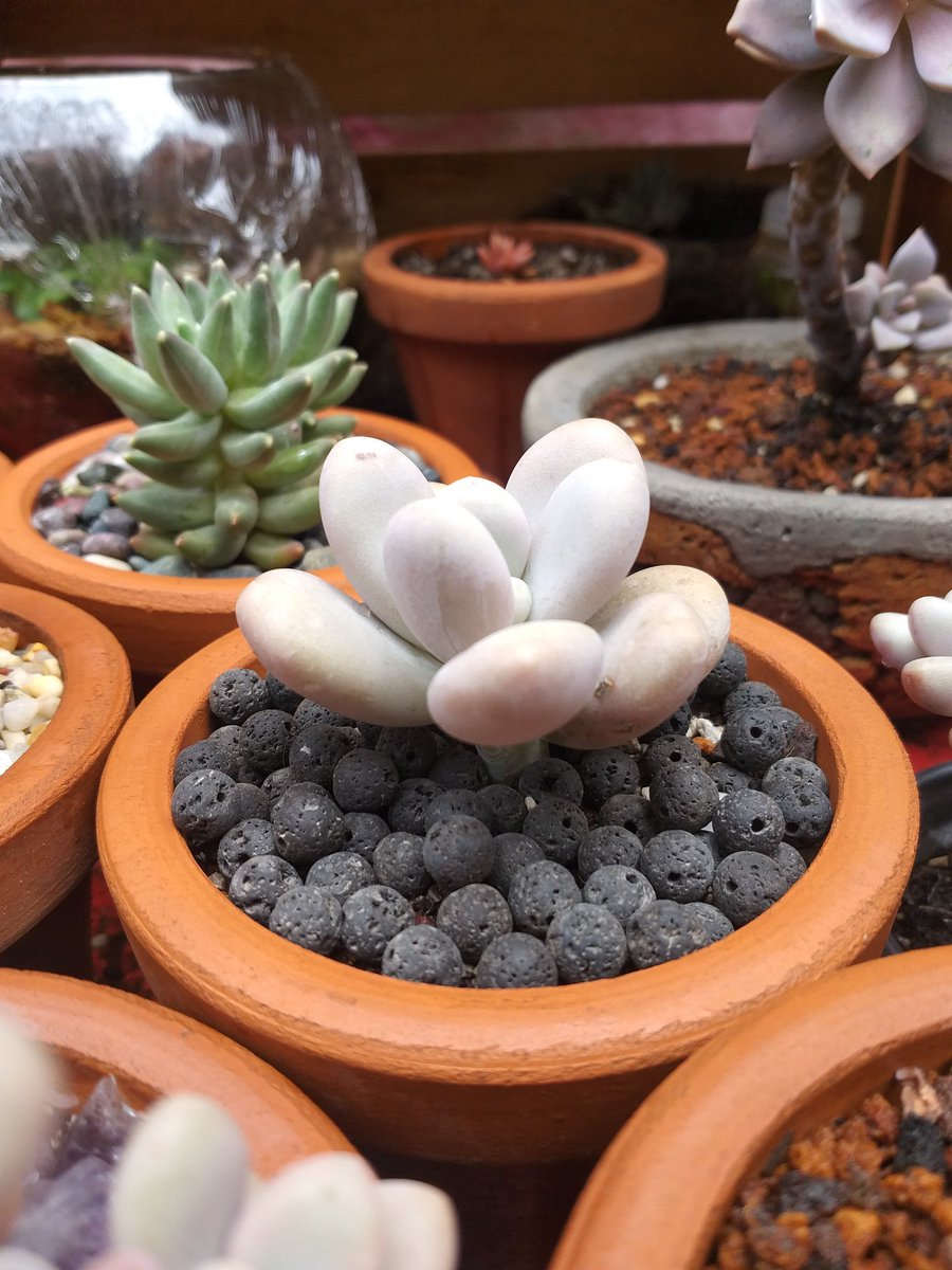 Pachyphytum Moonstone
•
•
•
#piedralunar #blanco #pachyphytummoonstone #white #moonstone #luna #moon #basalto #pachyphytum #succulentdesign #succulentcollector #succulentobsession #raicesmexicanas #plantas #suculentas #plantassuculentas #crassulas #succulentsandcactus