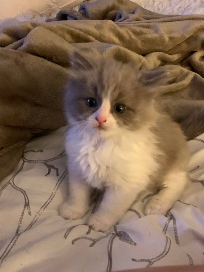 ragdoll kittens for sale craigslist